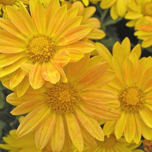 Chrysanthemum 'Harmony', Garden Mum 'Harmony', Florist's Mum 'Harmony', Hardy Garden Mum Harmony, Dendranthema Harmony, Yellow Chrysanthemum, Fall Flowers